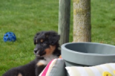 Berger australien (reu) 64476