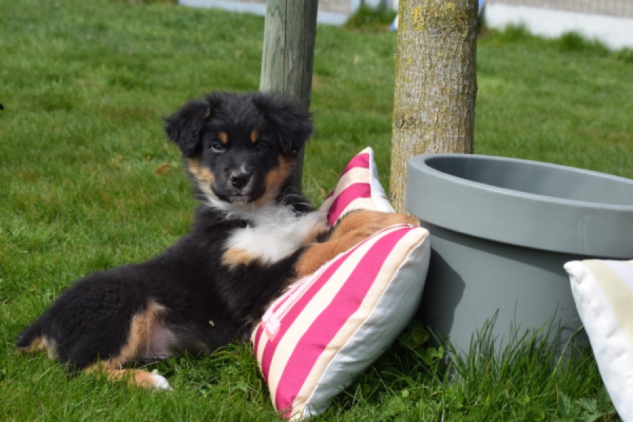 Berger australien (reu) 64476