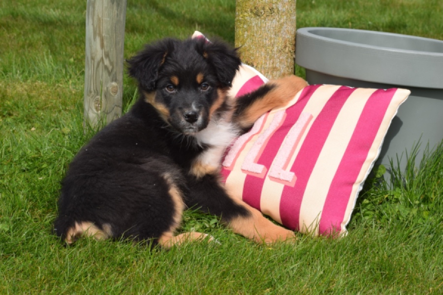 Berger australien (reu) 64476