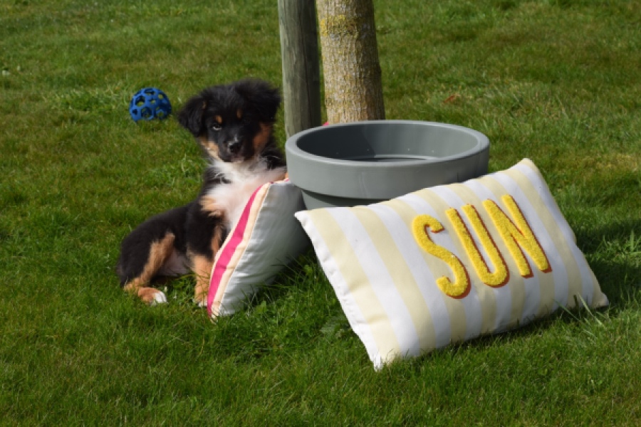 Berger australien (reu) 64476