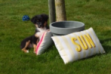 Berger australien (reu) 64476