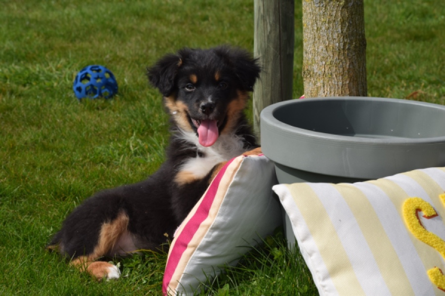 Berger australien (reu) 64476