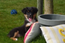 Berger australien (reu) 64476