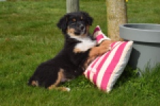 Berger australien (reu) 64476