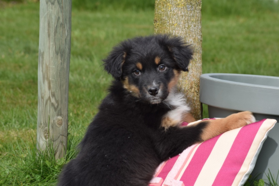 Berger australien (reu) 64476