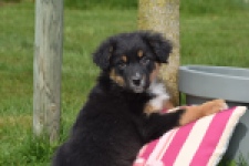 Berger australien (reu) 64476