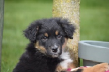 Berger australien (reu) 64476