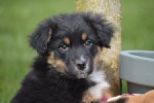 Berger australien (reu) 64476