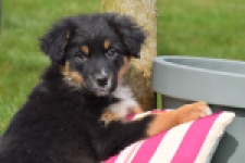 Berger australien (reu) 64476