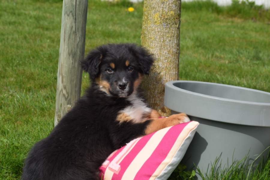 Berger australien (reu) 64476