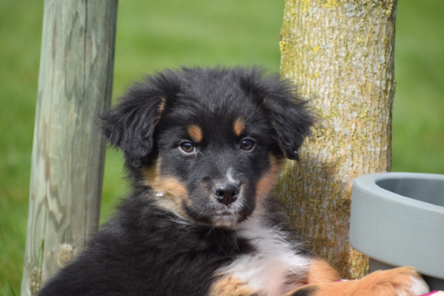 Berger australien (reu) 64476