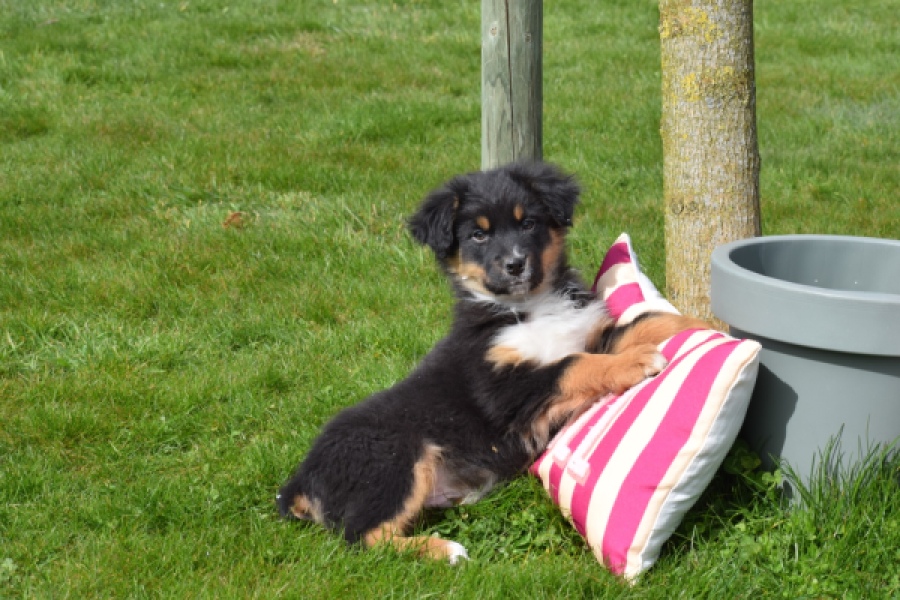 Berger australien (reu) 64476