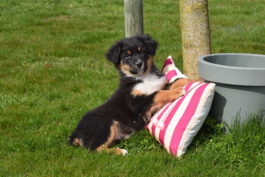 Berger australien (reu) 64476