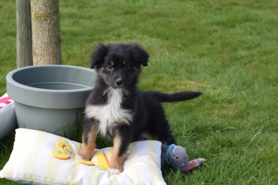 Berger australien (teef) 64198