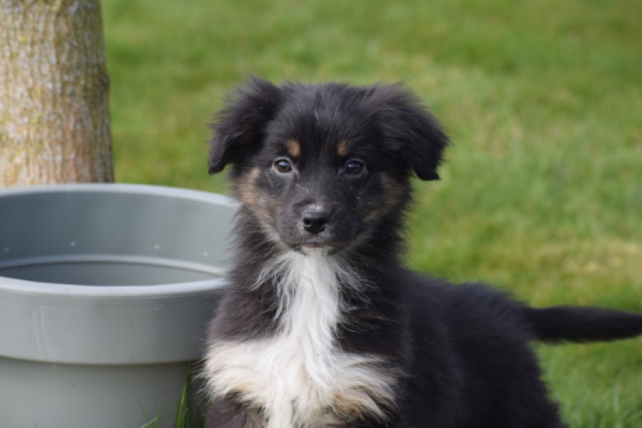 Berger australien (teef) 64198