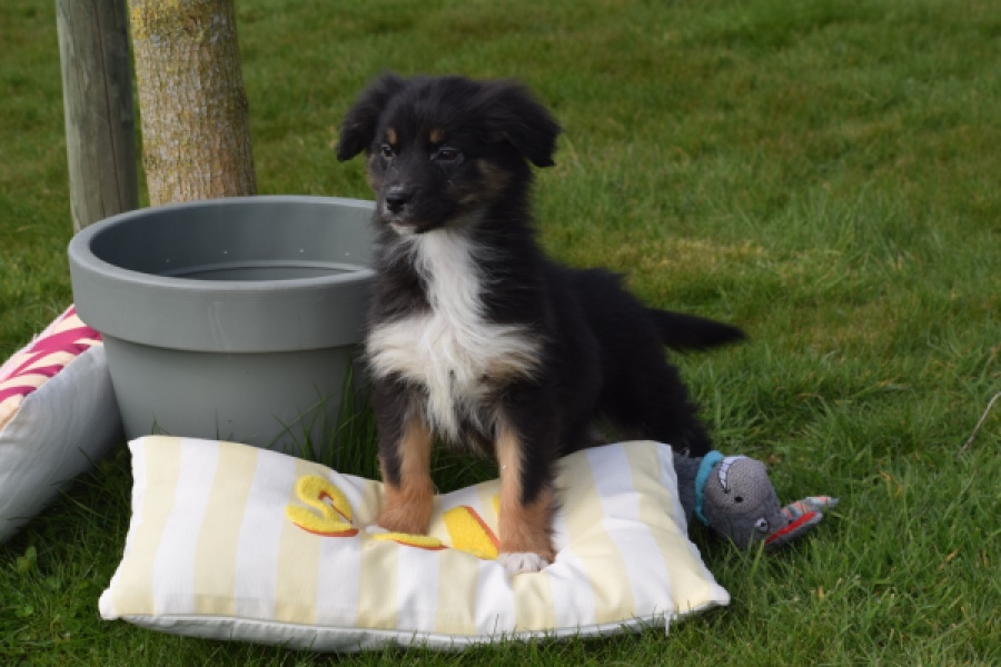 Berger australien (teef) 64198