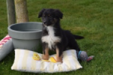 Berger australien (teef) 64198