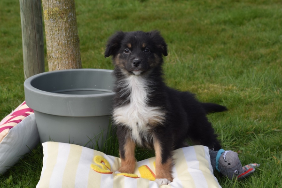 Berger australien (teef) 64198