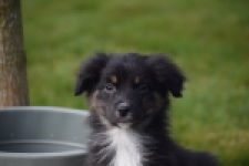 Berger australien (teef) 64198