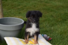 Berger australien (teef) 64198