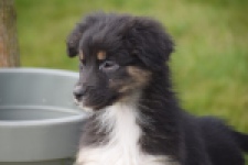 Berger australien (teef) 64198