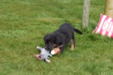 Berger australien (teef) 64198