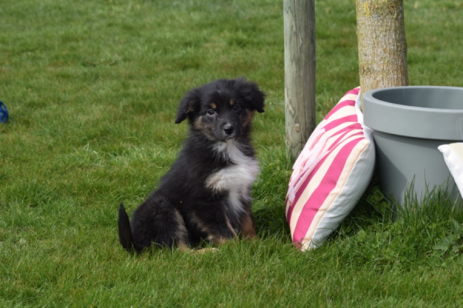 Berger australien (teef) 64198