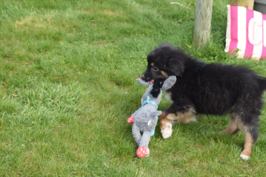 Berger australien (teef) 64198