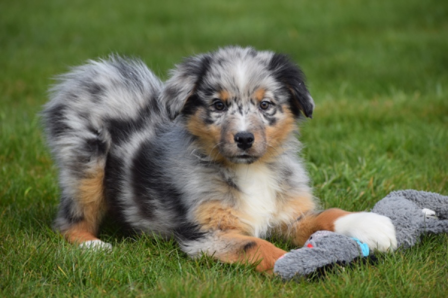 Berger australien (teef) 65304