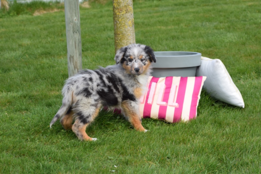 Berger australien (teef) 65304