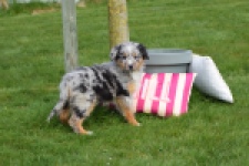 Berger australien (teef) 65304