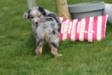 Berger australien (teef) 65304