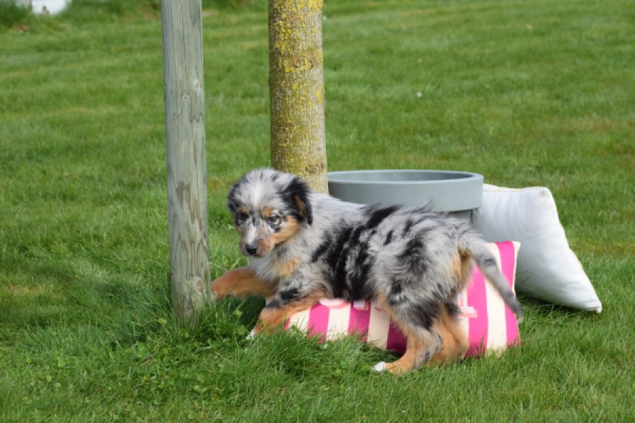 Berger australien (teef) 65304