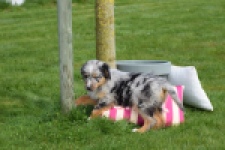 Berger australien (teef) 65304