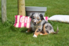 Berger australien (teef) 65304