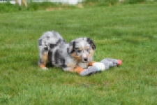 Berger australien (teef) 65304