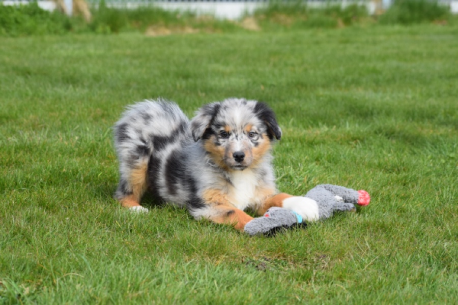 Berger australien (teef) 65304