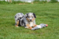 Berger australien (teef) 65304