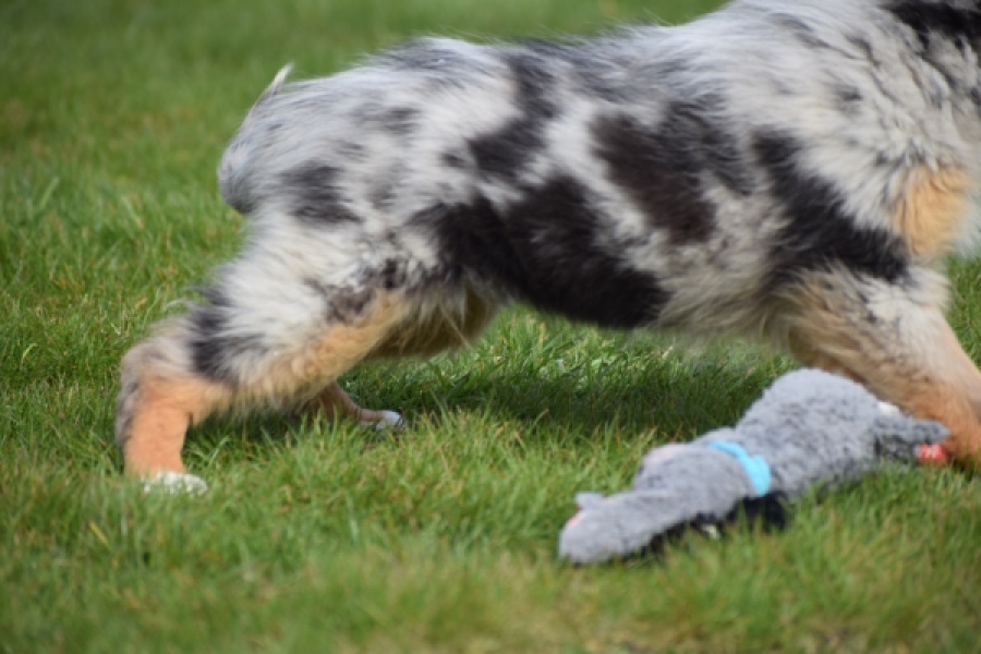 Berger australien (teef) 65304