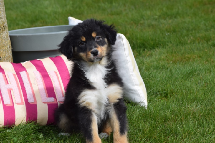 Berger australien (teef) 64951