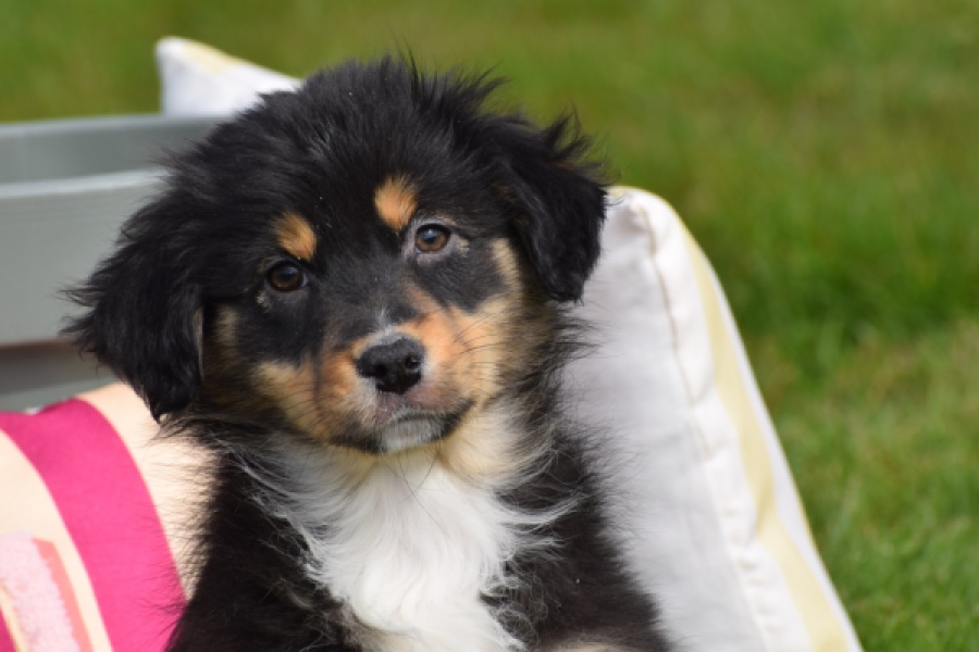 Berger australien (teef) 64951