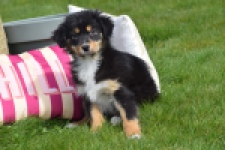 Berger australien (teef) 64951