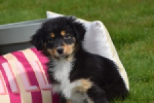 Berger australien (teef) 64951