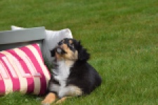 Berger australien (teef) 64951