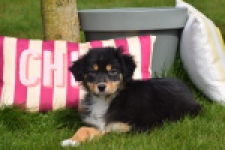 Berger australien (teef) 64951