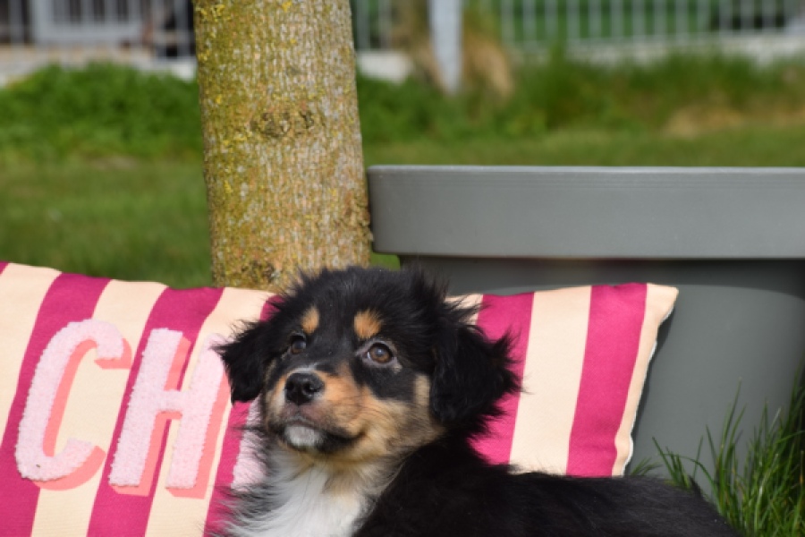 Berger australien (teef) 64951