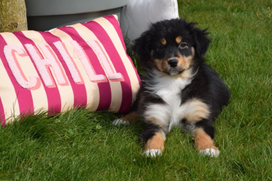 Berger australien (teef) 64951