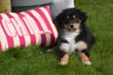 Berger australien (teef) 64951