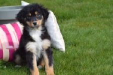 Berger australien (teef) 64951