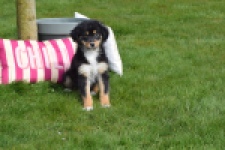 Berger australien (teef) 64951